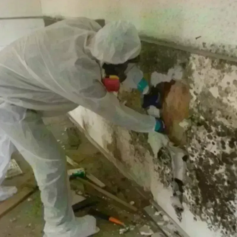 Mold Remediation and Removal in Hornsby Bend, TX